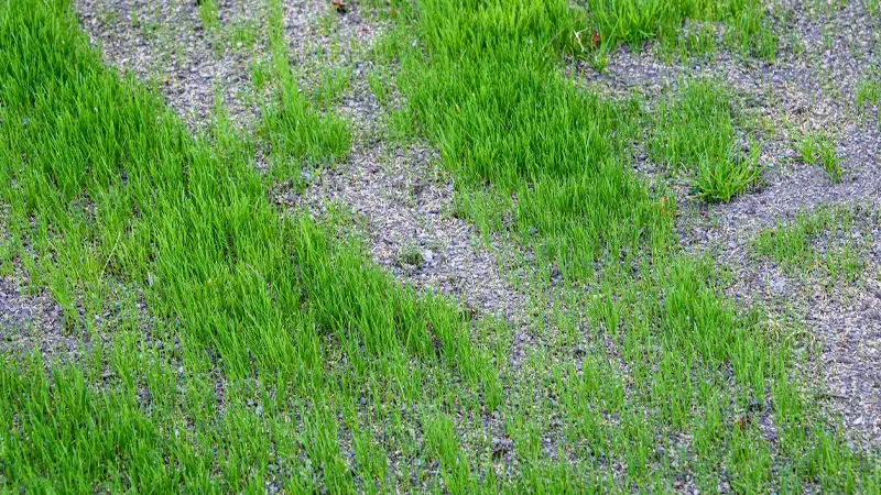 overseeded patchy lawn and thinking to get in Lawn Care Grand Rapids services
