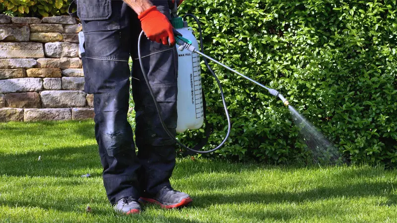 Professional spraying flea and tick control on a lawn in Grand Rapids, MI