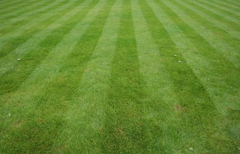 stripes on freshly mowed lawn. Rapid Lawn Grub Control