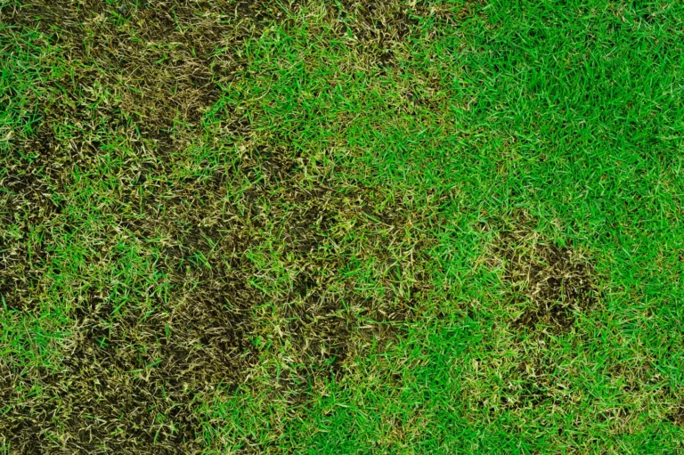 thin lawn in bad condition now focusing on the Key Lawn Care Tips to get the grass in a better condition